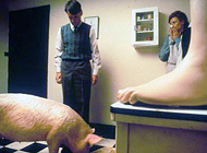 Film: Magere Zeiten - Der Film mit dem Schwein